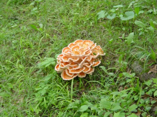 Mushroom 011.JPG