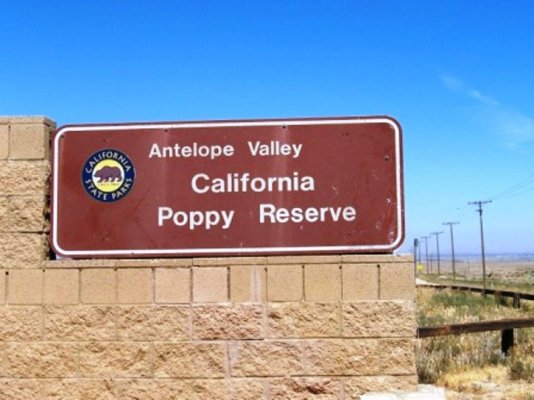 7-17-14 Antelope Valley CA Poppy Reserve.JPG
