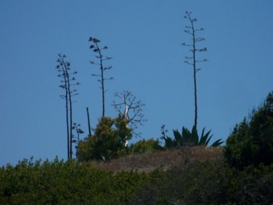 7-24-14 I didn't expect ceatury plants on the island Whale Watch Ventura 0117.JPG