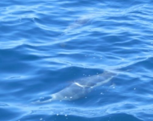 7-24-14 very clear water Whale watch Ventura C0505.JPG