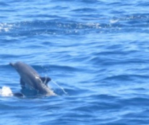 7-24-14 Whale watch Ventura C0501.JPG