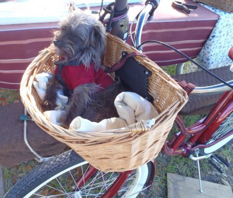 doggy in bicycle basket.JPG