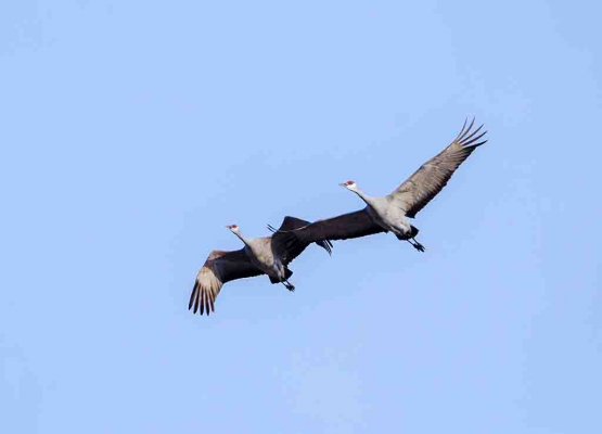 sandhillcranes1.jpg