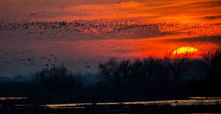 sandhillcranes3.jpg