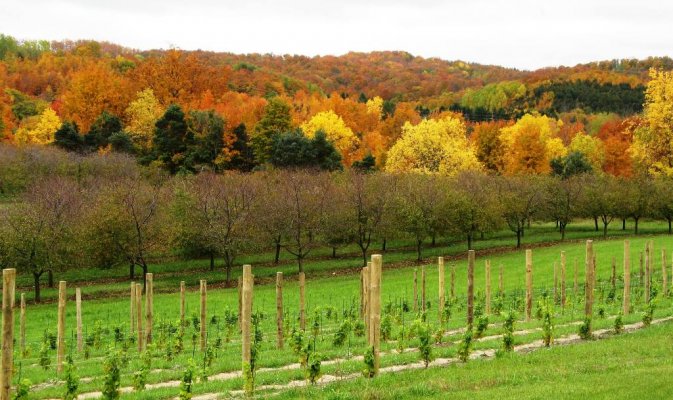 62 Vineyards n color at Bluestone IMG_5829.JPG