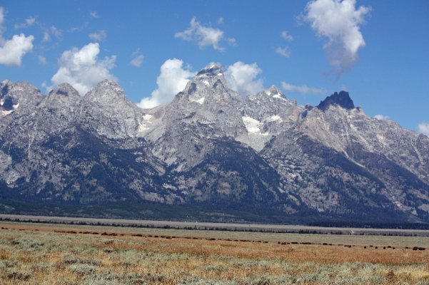 Tetons_buffalo2.jpg