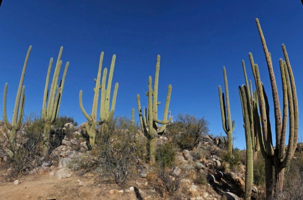 Saguaros (M).jpg