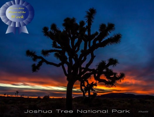 Joshua-Tree-Winner.jpg