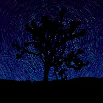 Joshua-Tree-Star-Trails-compositeRev11LoLoLo.jpg