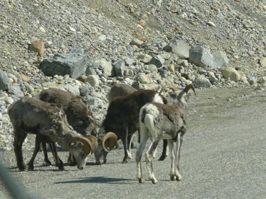 longhorn Sheep (Small).JPG