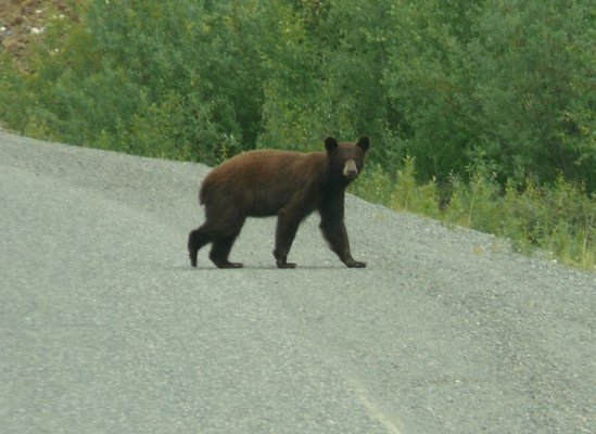 Bear 2 [800x600].JPG