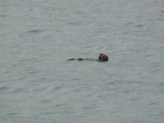 Sea Otter [800x600].JPG