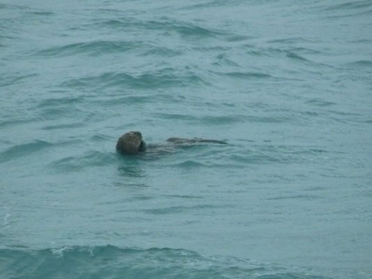 Sea Otter [800x600].JPG