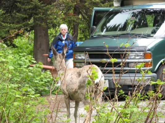 2007 05 29 07s No deer allowed in this site.jpg