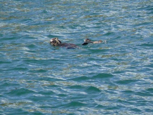 Sea Otter and Cub [800x600].JPG