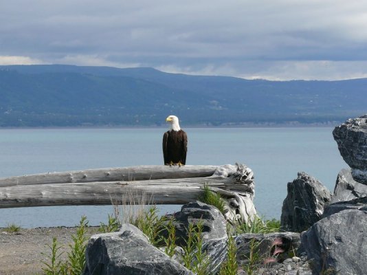 Eagle 1 [800x600].JPG