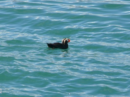 Puffin [800x600].JPG