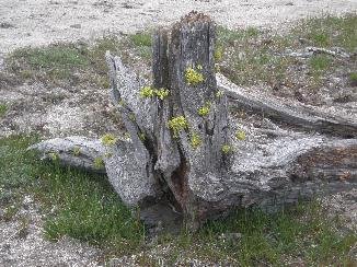 lichen on tree smaller.jpg