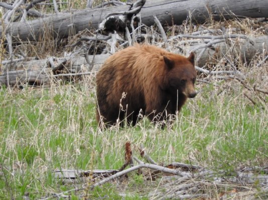 Young Grizzly.jpg