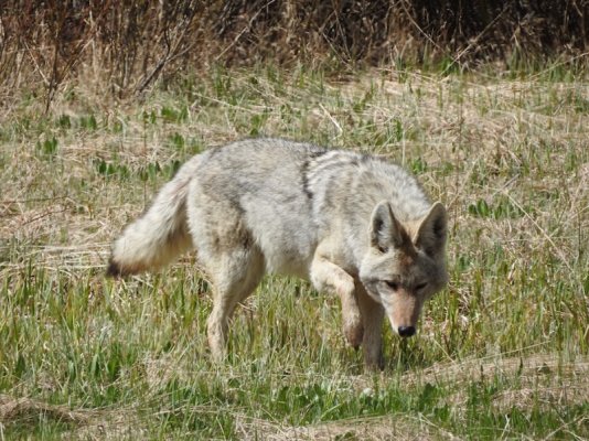 Wolf or Coyote.jpg