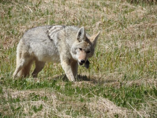 Wolf with snack.jpg