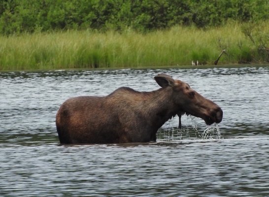Moose 1.jpg