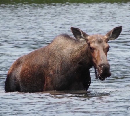 Moose 2.jpg