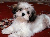 Havanese pup.jpg