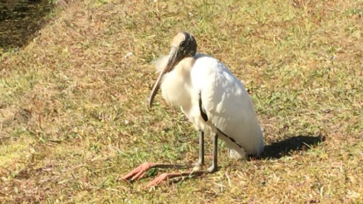 Wood Stork resting on his ankles.jpg