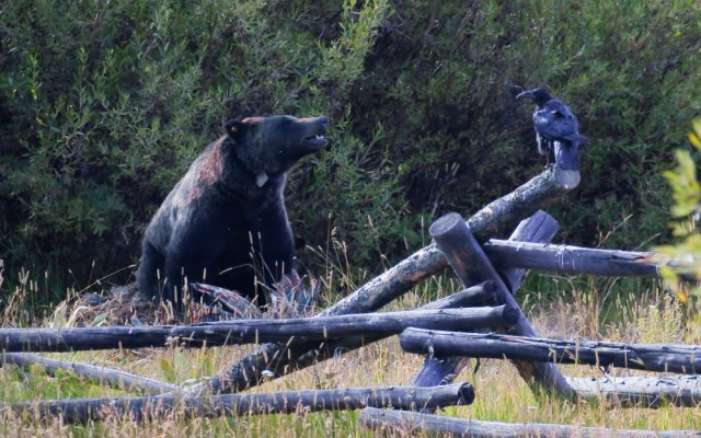 Bear and raven.jpg