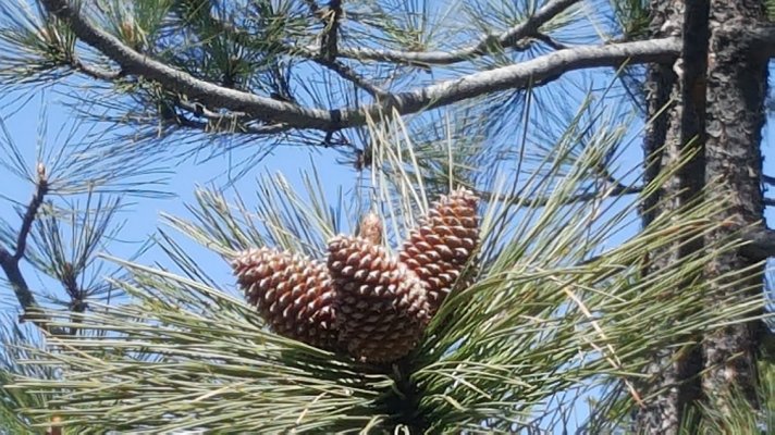 pinecones.jpg