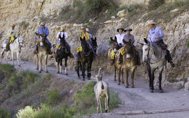 Sheep and mules.jpg