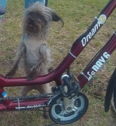 my doggy and bike.jpg