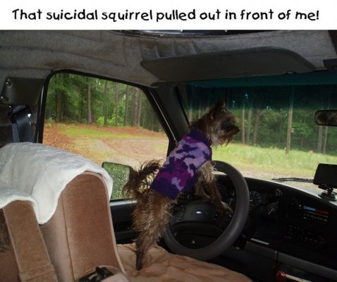suicidal-squirrel.jpg