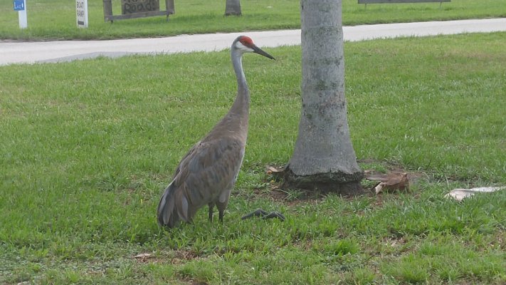 Sandhill crane resting.jpg