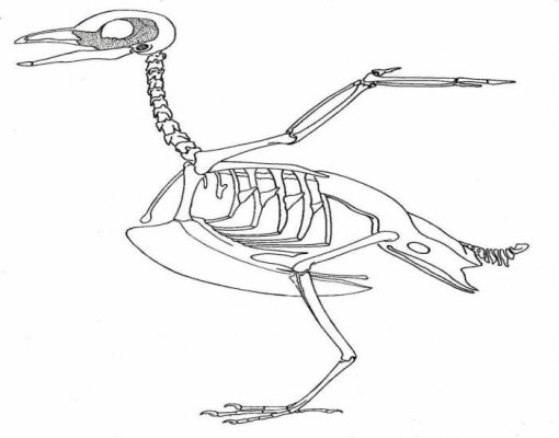 Bird skeleton.jpg