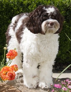 cockapoo1.jpg