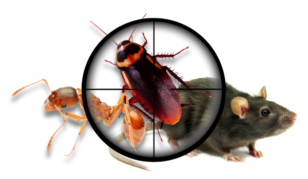 remove-pest-expert-pest-control-services.png
