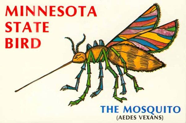 Minnesota state bird.jpg