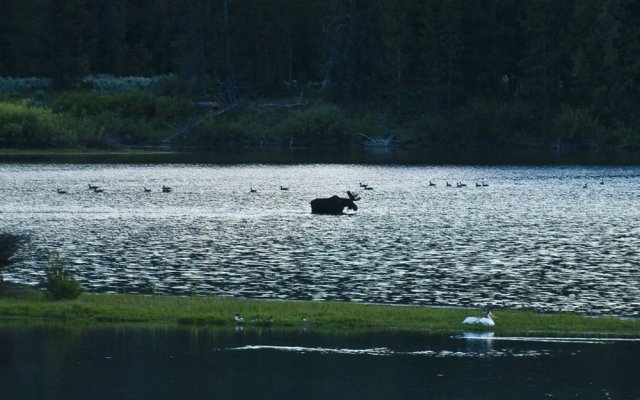 Moose crossing river.jpg