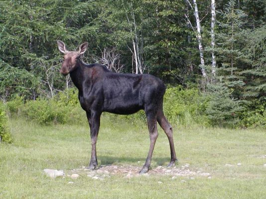 Moose July 2004 176.jpg