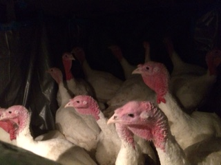 turkey in van.png
