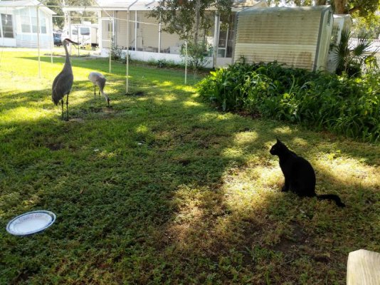 George watching cranes.jpg