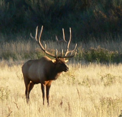 Elk Rut 3 (Large).jpg