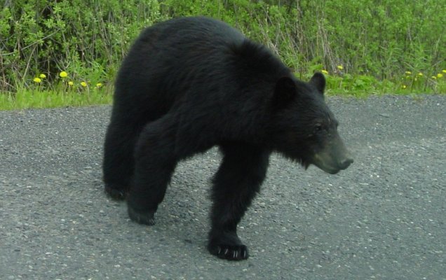 Bear on Cassiar Hwy.JPG