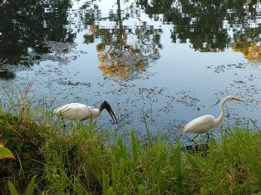 Egret and stork (1).jpg