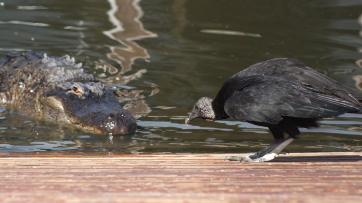 A vulture and an alligator (1).jpg