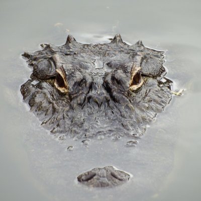 Alligator lurking (1).jpg