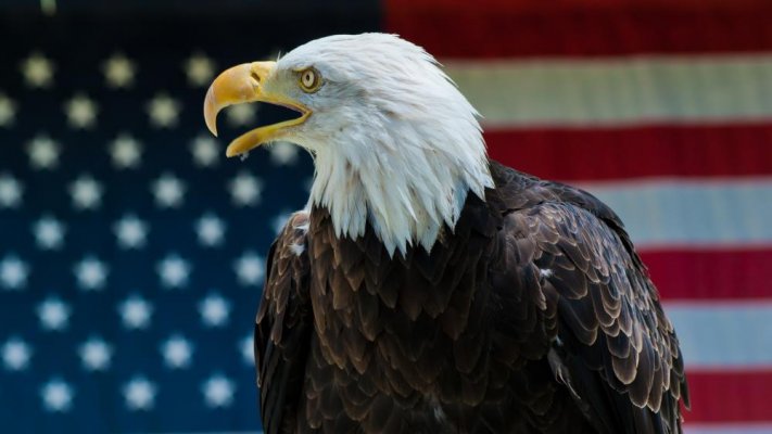 Eagle and Flag (1).jpg