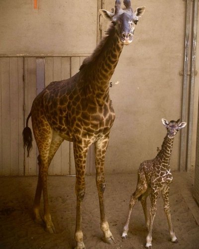 baby giraffe.jpg